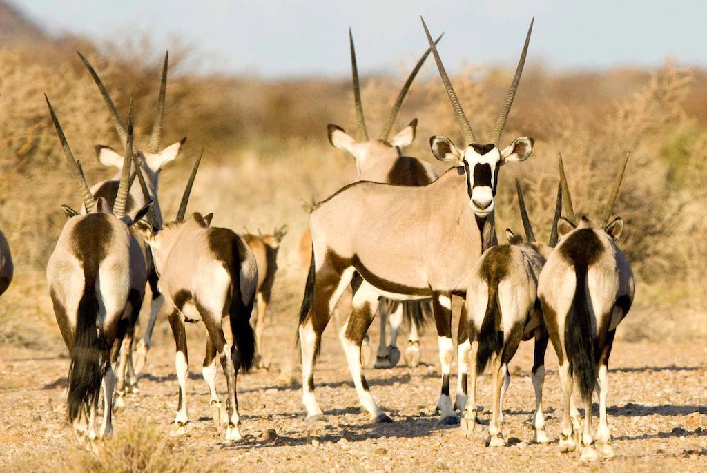 Tutwa Desert Lodge Augrabies Экстерьер фото